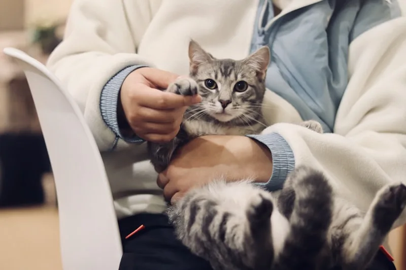 Dr. Marcelo Veterinário
