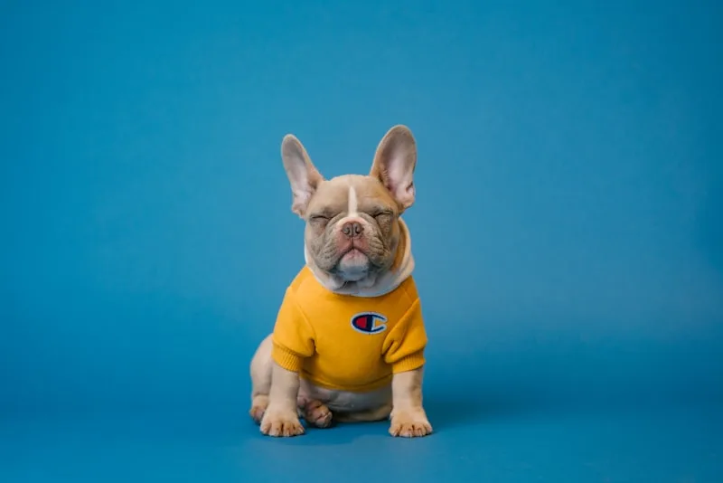 Cães